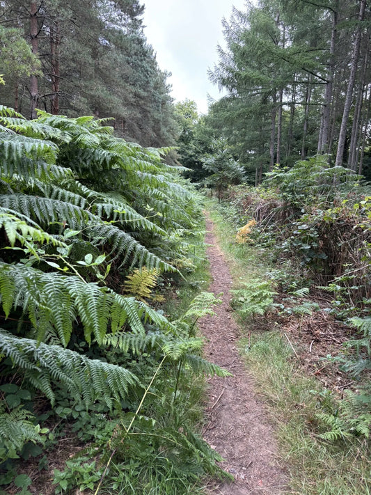 Hike Club Launch – Surrey Hills Adventure 14th September 2025