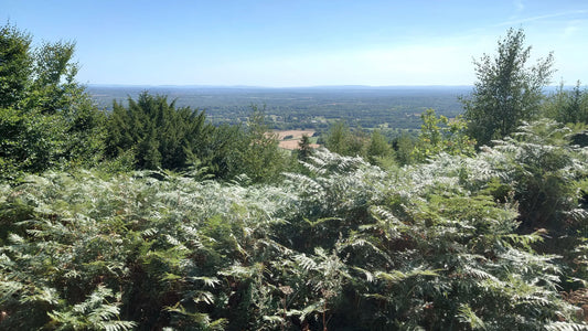 Hike Club Launch – Surrey Hills Adventure 14th September 2025